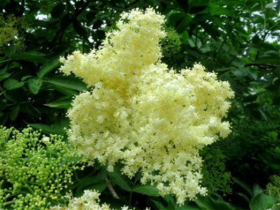 Schwarzer Holunder (Sambucus nigra) an der Saaraue Güdingen