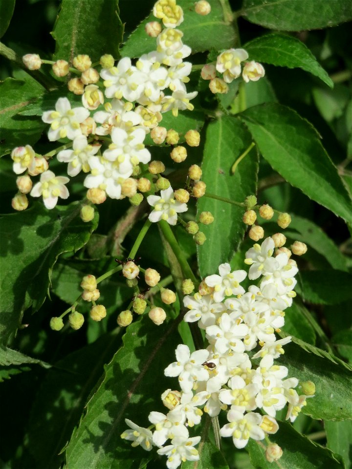 Schwarzer Holunder (Sambucus nigra) im Naturschutzgebiet „Mirabellenhecke in den Horststückern“ im Landschaftsschutzgebiet „Hockenheimer Rheinbogen“