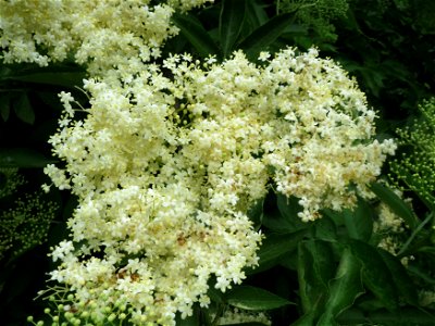 Schwarzer Holunder (Sambucus nigra) an der Saaraue Güdingen