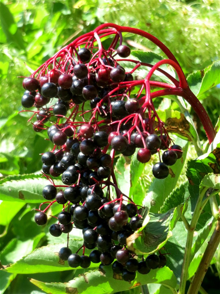 Schwarzer Holunder (Sambucus nigra) an der Saar in Saarbrücken
