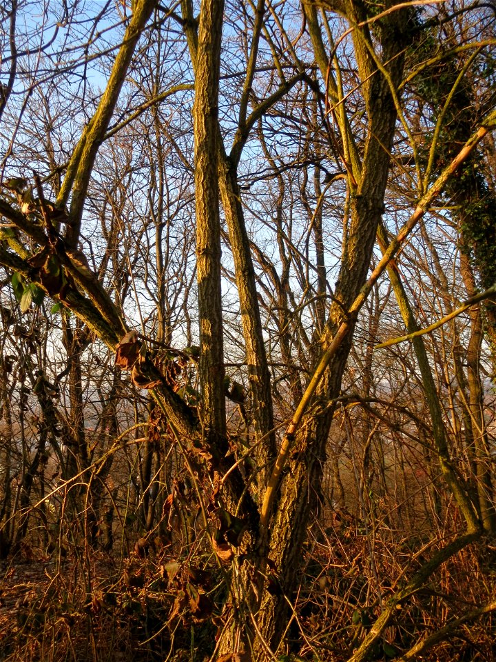 Schwarzer Holunder (Sambucus nigra) am Kaninchenberg in Saarbrücken