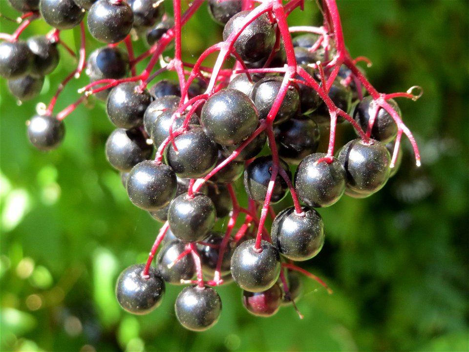 Schwarzer Holunder (Sambucus nigra) an der Saar in Saarbrücken