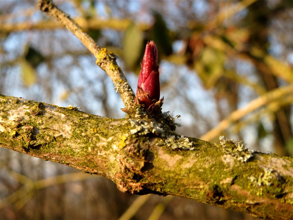 Schwarzer Holunder (Sambucus nigra) am Kaninchenberg in Saarbrücken