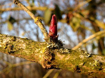 Schwarzer Holunder (Sambucus nigra) am Kaninchenberg in Saarbrücken
