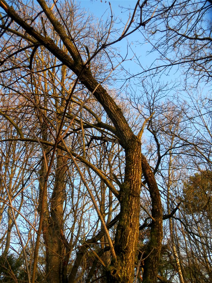 Schwarzer Holunder (Sambucus nigra) am Kaninchenberg in Saarbrücken