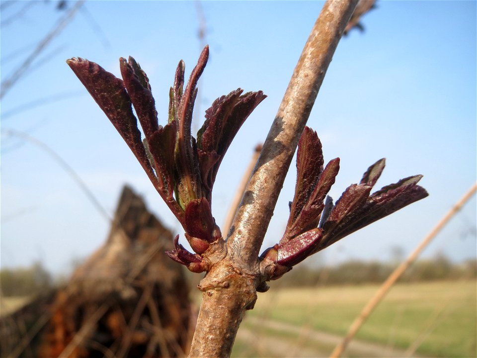 Aufgegangene Blattknospen vom Schwarzen Holunder (Sambucus nigra) im Hockenheimer Rheinbogen