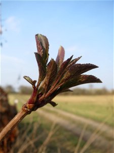 Aufgegangene Blattknospen vom Schwarzen Holunder (Sambucus nigra) im Hockenheimer Rheinbogen