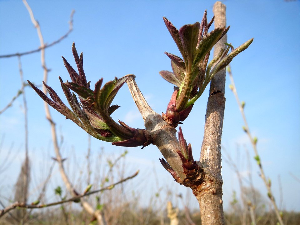 Aufgegangene Blattknospen vom Schwarzen Holunder (Sambucus nigra) im Hockenheimer Rheinbogen