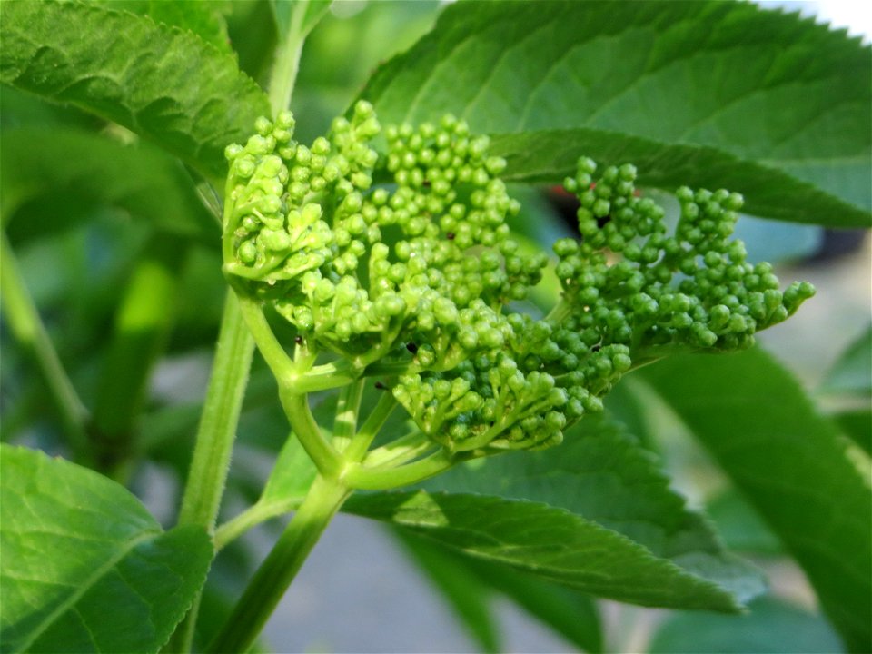 Schwarzer Holunder (Sambucus nigra) auf einem Grünstreifen zwischen Eisenbahnstraße und Am Damm in Hockenheim