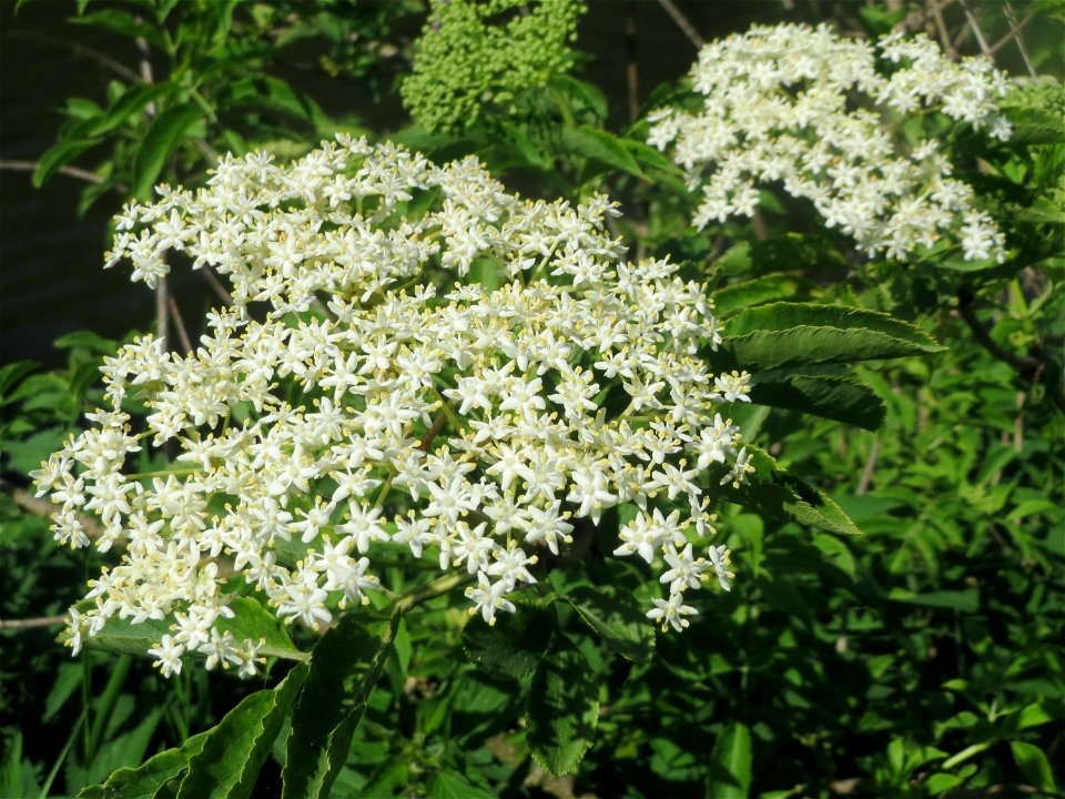 Schwarzer Holunder (Sambucus nigra) an der Saar in Saarbrücken