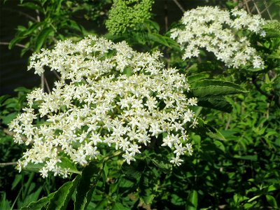 Schwarzer Holunder (Sambucus nigra) an der Saar in Saarbrücken