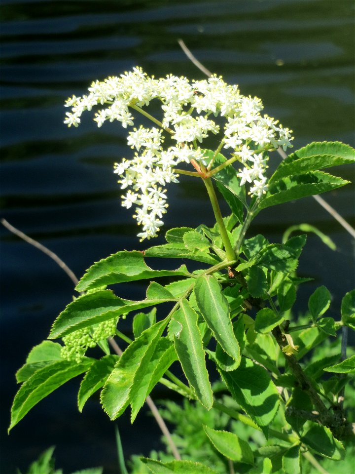 Schwarzer Holunder (Sambucus nigra) an der Saar in Saarbrücken