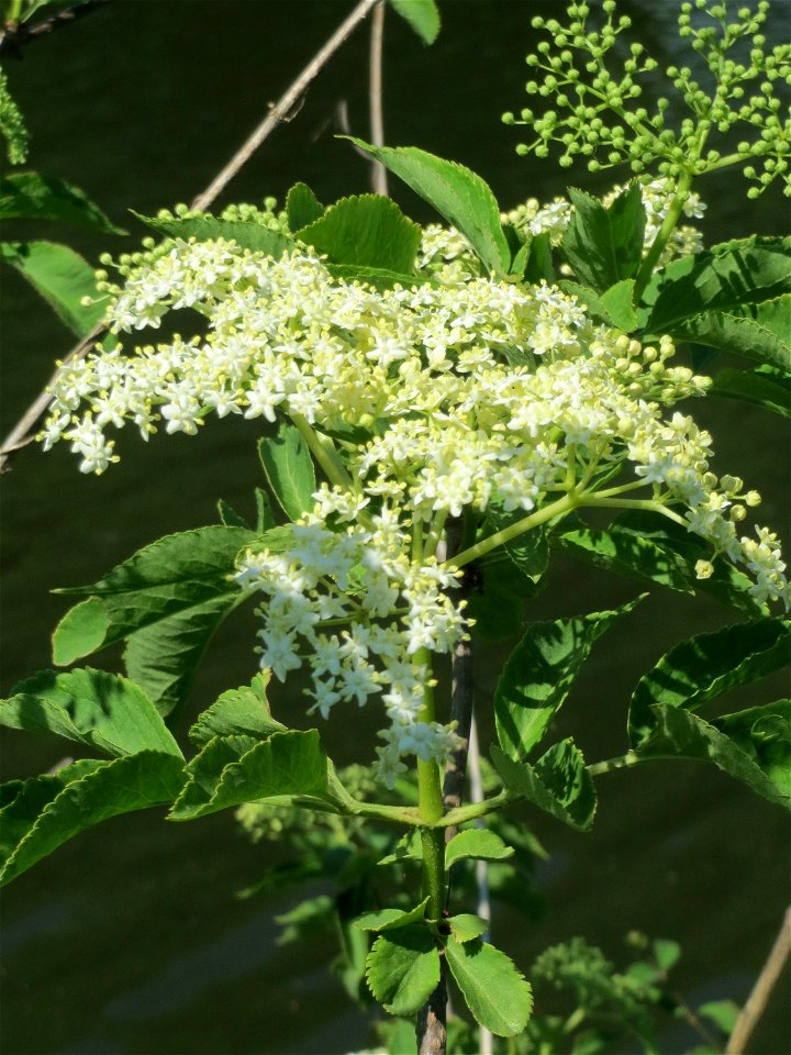 Schwarzer Holunder (Sambucus nigra) an der Saar in Saarbrücken