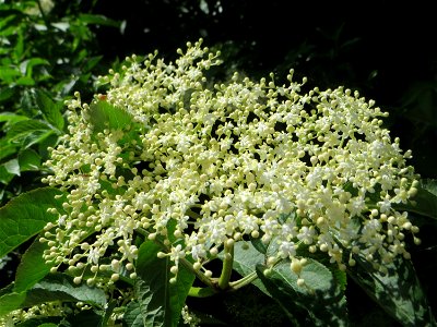 Schwarzer Holunder (Sambucus nigra) am Staden in Saarbrücken