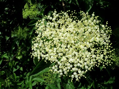Schwarzer Holunder (Sambucus nigra) am Staden in Saarbrücken