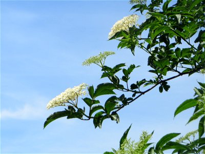 Schwarzer Holunder (Sambucus nigra) am Staden in Saarbrücken