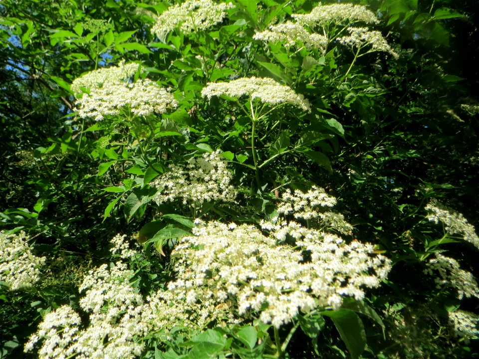 Schwarzer Holunder (Sambucus nigra) im Naturschutzgebiet „Marlach“ im Landschaftsschutzgebiet „Hockenheimer Rheinbogen“