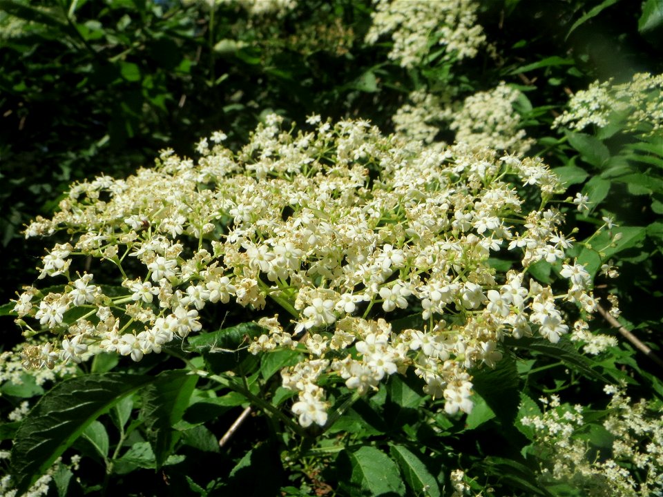 Schwarzer Holunder (Sambucus nigra) im Naturschutzgebiet „Marlach“ im Landschaftsschutzgebiet „Hockenheimer Rheinbogen“