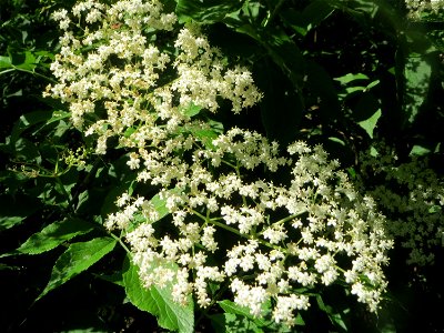 Schwarzer Holunder (Sambucus nigra) im Naturschutzgebiet „Marlach“ im Landschaftsschutzgebiet „Hockenheimer Rheinbogen“