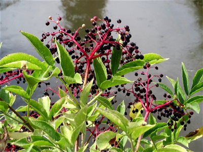 Schwarzer Holunder (Sambucus nigra) an der alten Kraichbachbrücke zwischen Hockenheim und Reilingen