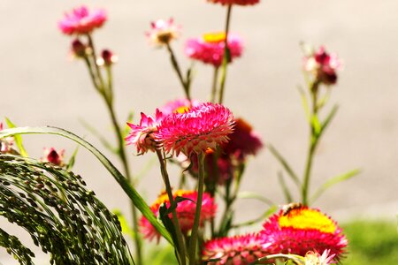 Flower summer flower garden flower