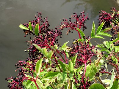 Schwarzer Holunder (Sambucus nigra) an der alten Kraichbachbrücke zwischen Hockenheim und Reilingen