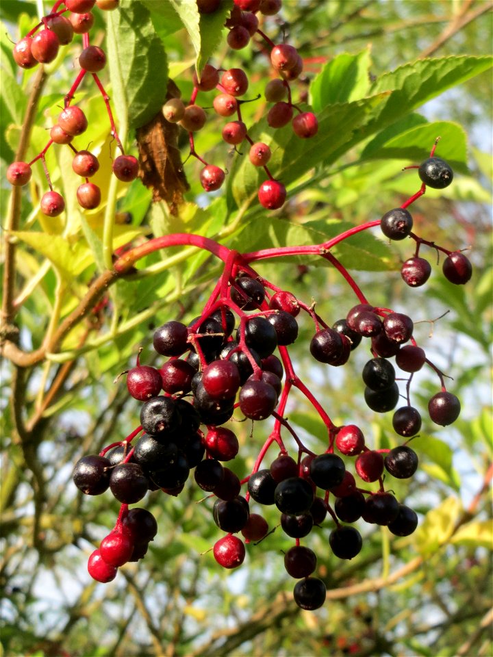 Schwarzer Holunder (Sambucus nigra) in den Sankt Arnual Wiesen gegenüber vom Osthafen Saarbrücken (Außerhalb vom NSG)