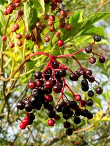 Schwarzer Holunder (Sambucus nigra) in den Sankt Arnual Wiesen gegenüber vom Osthafen Saarbrücken (Außerhalb vom NSG)