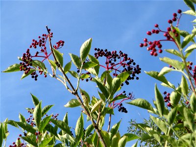 Schwarzer Holunder (Sambucus nigra) in den Sankt Arnual Wiesen gegenüber vom Osthafen Saarbrücken (Außerhalb vom NSG)