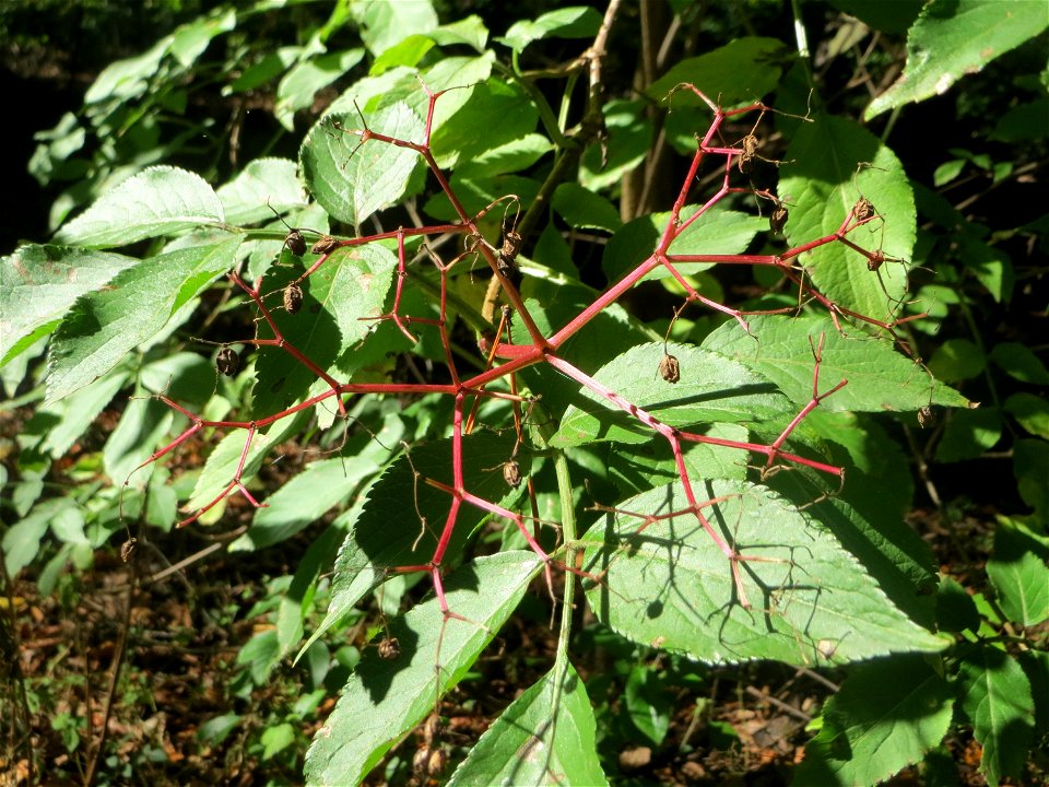 Schwarzer Holunder (Sambucus nigra) am Hockenheimer Baggersee in der Schwetzinger Hardt
