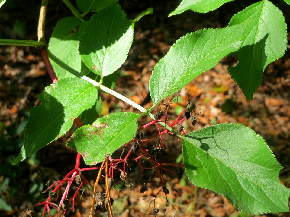 Schwarzer Holunder (Sambucus nigra) am Hockenheimer Baggersee in der Schwetzinger Hardt