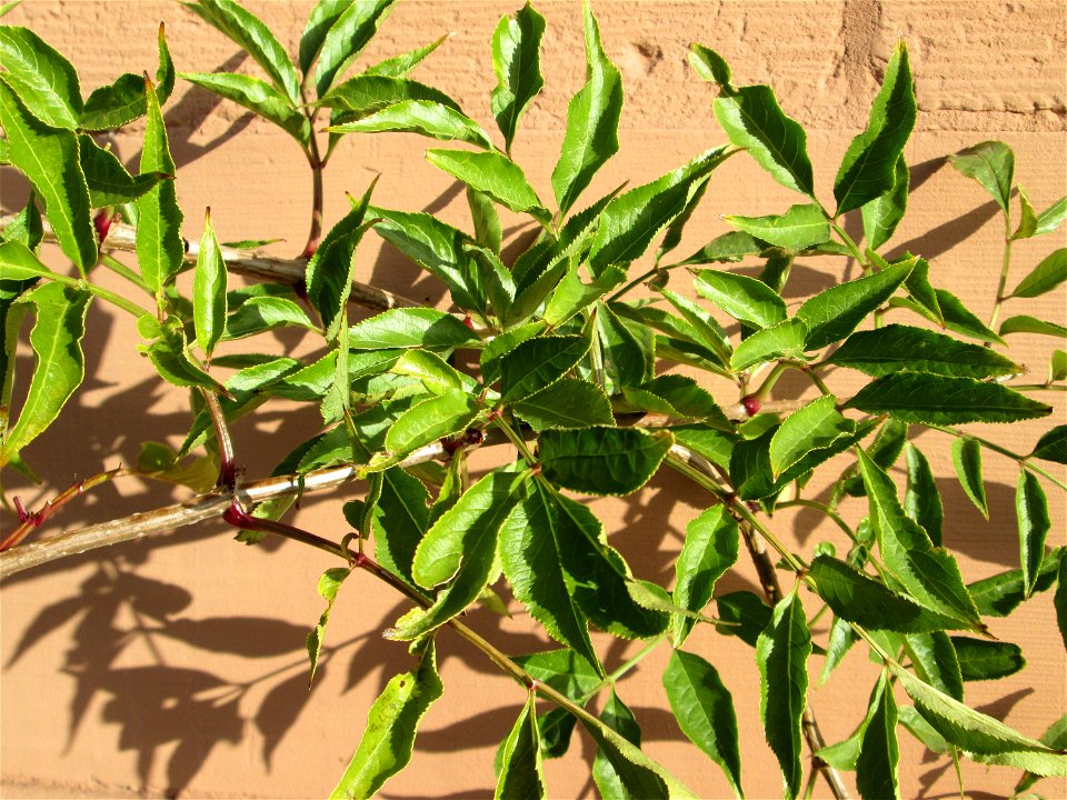 Schwarzer Holunder (Sambucus nigra) am Schloss Mannheim