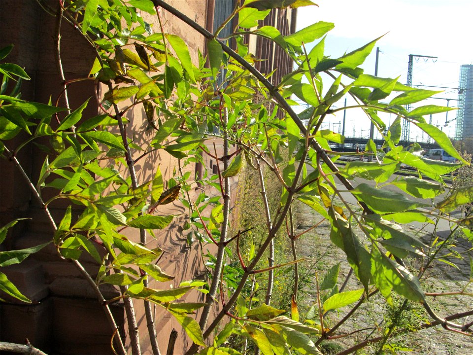 Schwarzer Holunder (Sambucus nigra) am Schloss Mannheim