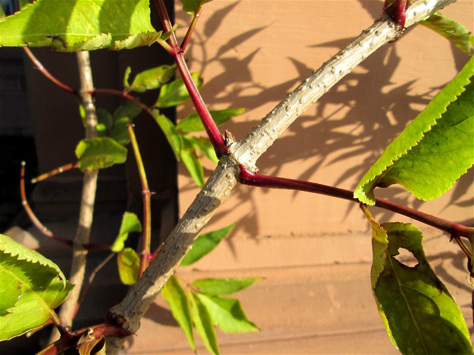 Schwarzer Holunder (Sambucus nigra) am Schloss Mannheim