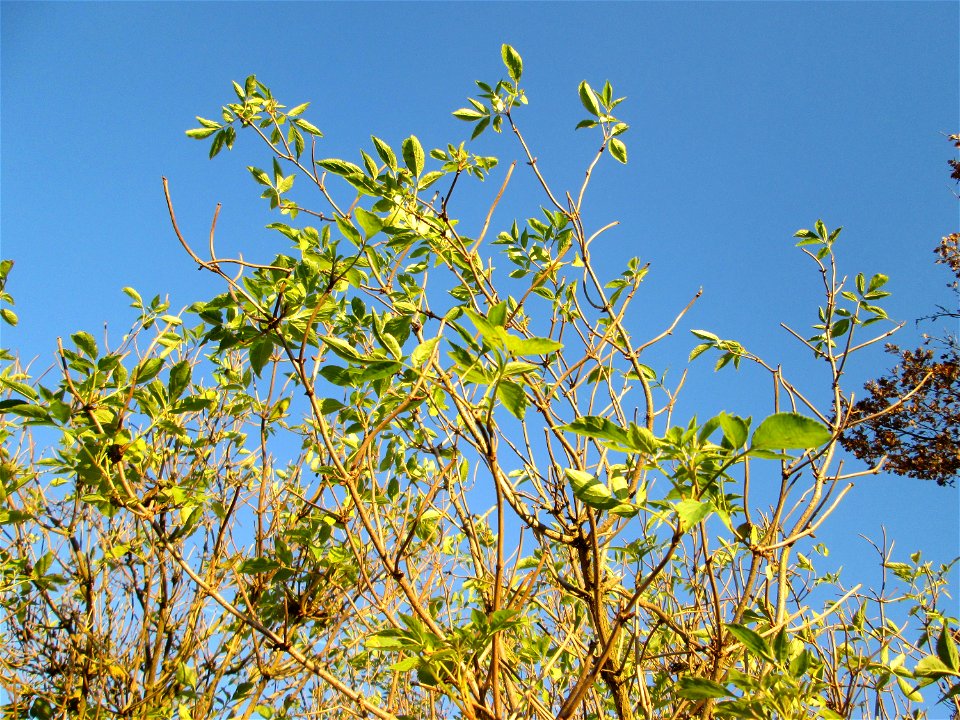 Schwarzer Holunder (Sambucus nigra) in der Oberen Rott bei Hockenheim