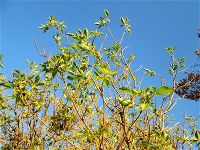 Schwarzer Holunder (Sambucus nigra) in der Oberen Rott bei Hockenheim