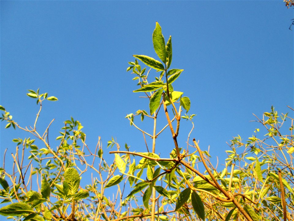 Schwarzer Holunder (Sambucus nigra) in der Oberen Rott bei Hockenheim