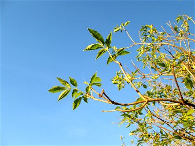 Schwarzer Holunder (Sambucus nigra) in der Oberen Rott bei Hockenheim