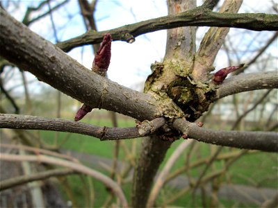 Schwarzer Holunder (Sambucus nigra) in Alt-Saarbrücken
