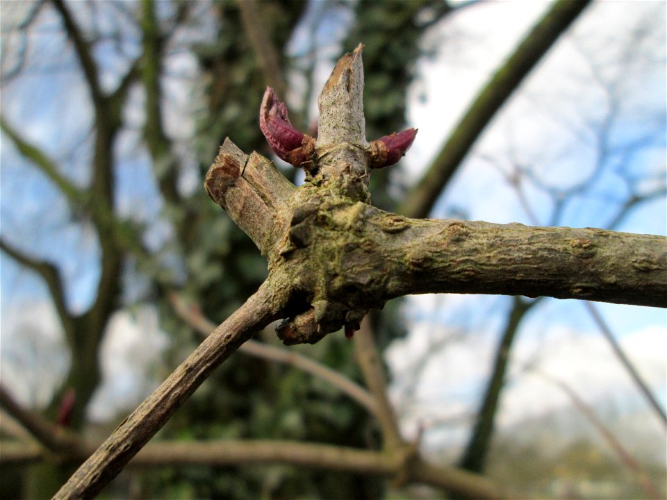 Schwarzer Holunder (Sambucus nigra) in Alt-Saarbrücken