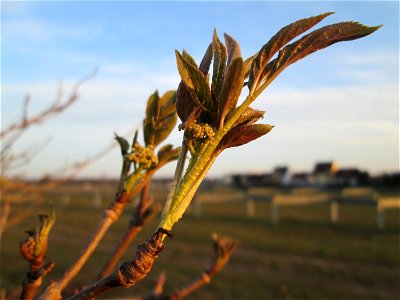 Blattknospen vom Schwarzen Holunder (Sambucus nigra) auf einer Parkplatzwiese am Nordring in Hockenheim