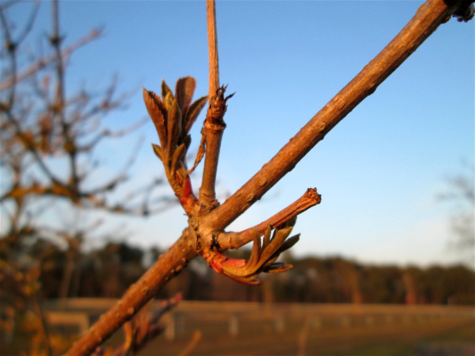 Blattknospen vom Schwarzen Holunder (Sambucus nigra) auf einer Parkplatzwiese am Nordring in Hockenheim