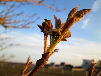 Blattknospen vom Schwarzen Holunder (Sambucus nigra) auf einer Parkplatzwiese am Nordring in Hockenheim