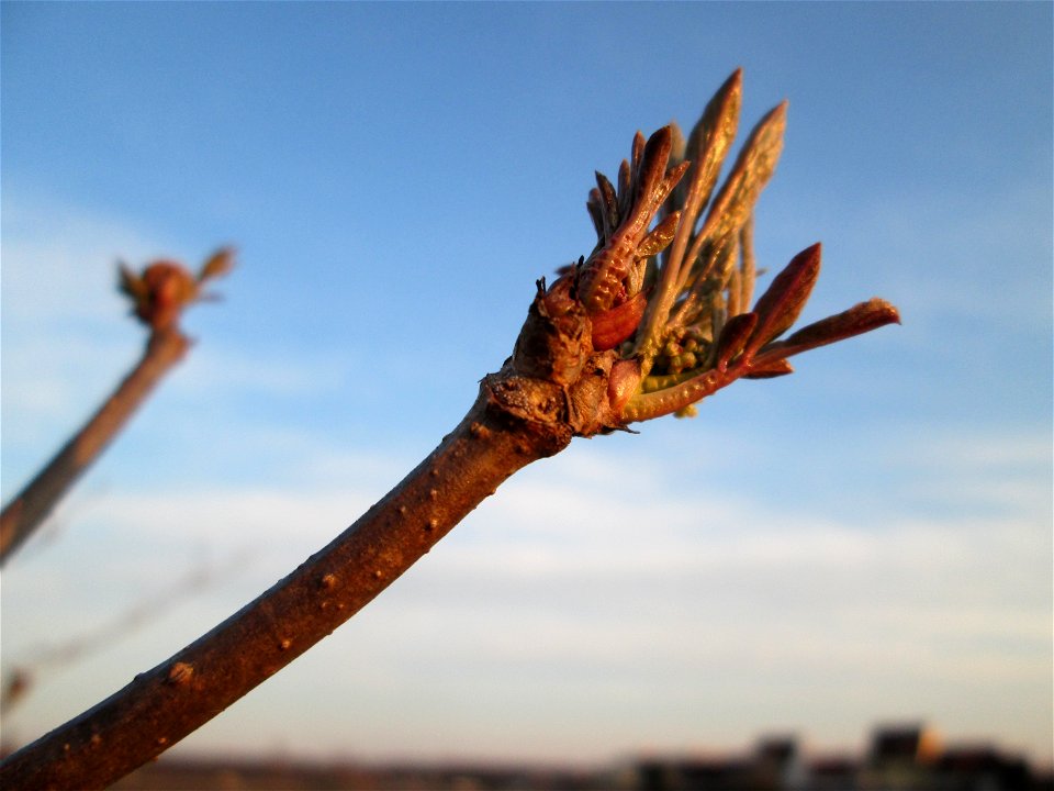 Blattknospen vom Schwarzen Holunder (Sambucus nigra) auf einer Parkplatzwiese am Nordring in Hockenheim