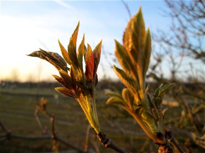 Blattknospen vom Schwarzen Holunder (Sambucus nigra) auf einer Parkplatzwiese am Nordring in Hockenheim