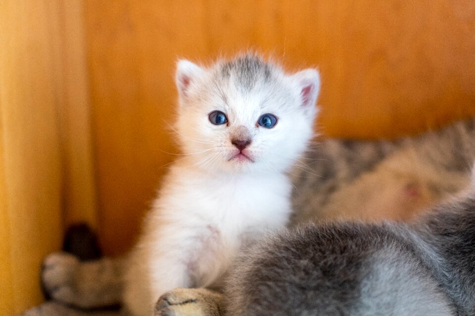 Domestic cat babies white