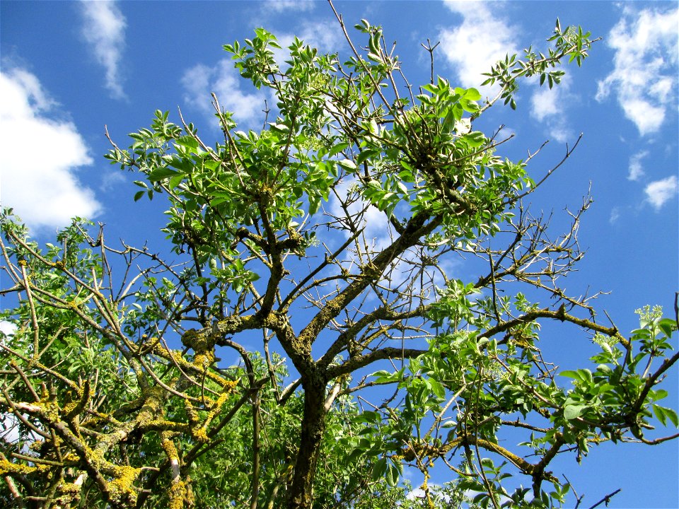 Schwarzer Holunder (Sambucus nigra) im Naturschutzgebiet „Bachwiesen/Leopoldswiesen“ im Hockenheimer Rheinbogen