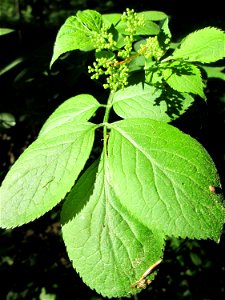 Schwarzer Holunder (Sambucus nigra) in der Schwetzinger Hardt