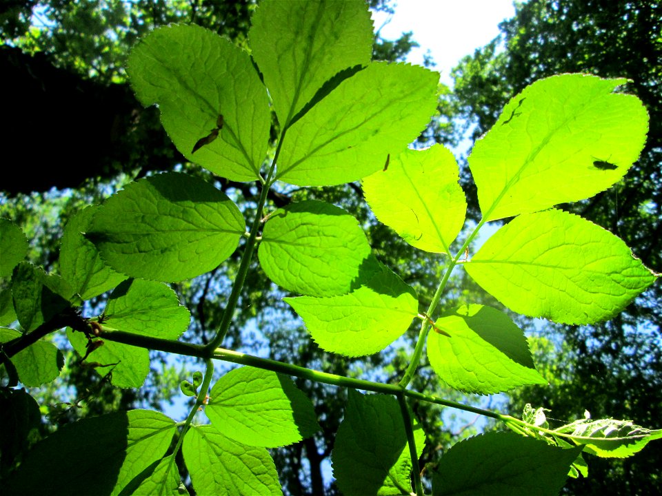 Schwarzer Holunder (Sambucus nigra) in der Schwetzinger Hardt