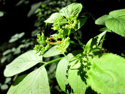 Schwarzer Holunder (Sambucus nigra) in der Schwetzinger Hardt